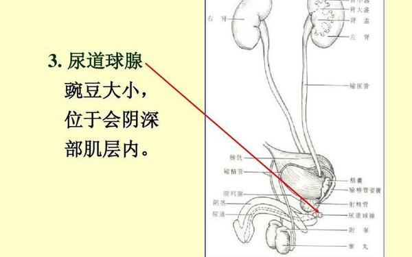 男生流的透明分泌物是什么 尿道口有透明拉丝粘液