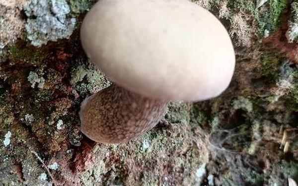 蘑菇精品反差,小蘑菇怎么样 蘑菇精品反差,小蘑菇怎么样